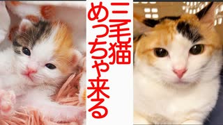 子猫育成機関、なぜか三毛猫がめっちゃ来る