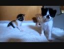 カメラを置いていたら子猫たちはこんなことをしてました