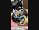 飼い主のオナラにドン引きする犬