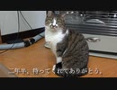 インドから2年半ぶりに帰ってきた飼い主と待っていた猫たち