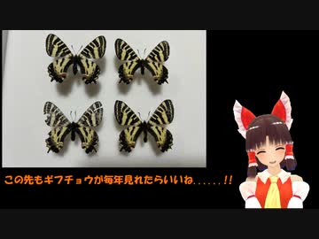 昆虫採集☆ ヒメギフチョウ編