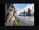 【C102】猫写真集 新刊チラ見せスライドショー