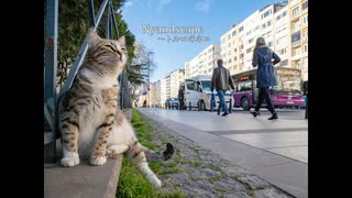 【C102】猫写真集 新刊チラ見せスライドショー