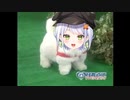愛犬ロボ「せつな」