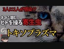 【ゆっくり解説】ネコに潜みヒトを操る寄生虫!?  トキソプラズマについて