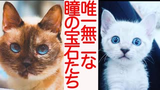 銀色子猫、忘れがたき瞳の宝石たち