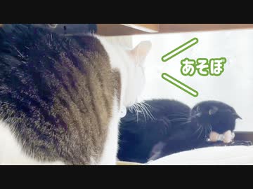みんなと遊びたいのに遊んでもらえない猫