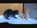 早くヨチヨチから卒業したい！積極的に歩く練習を始める子猫たち