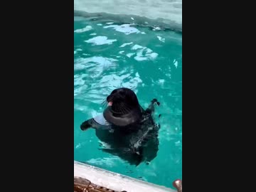 ホモと見る煽ってくるアシカ