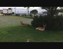 ぶらり散歩　#154　2023/7/20