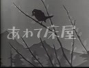 1961年 MV No.1 「あわて床屋」