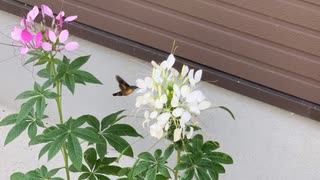 ホウジャク(蜂雀)　ハチドリみたいな虫