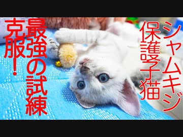 シャムキジ子猫、最恐の試練を克服する