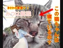 【みつは解説！】この猫が、やっている事とは。。何？ฅ^•ω•^ฅ