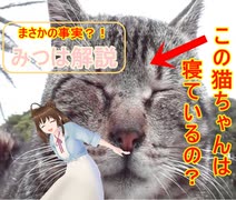 【みつは解説！】この猫が、やっている事とは。。何？ฅ^•ω•^ฅ