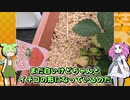 イチゴが完成したのだ！