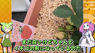 イチゴが完成したのだ！