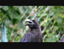 【野鳥観察】アホ面のカラス