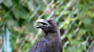 【野鳥観察】アホ面のカラス