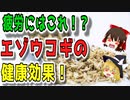 【ゆっくり解説】エゾウコギの栄養について解説！