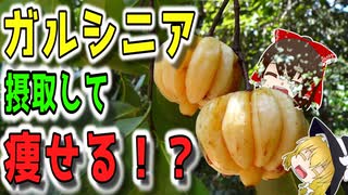 【ゆっくり解説】ガルシニアの栄養について解説！