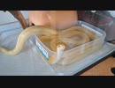 ほんと水好きやな