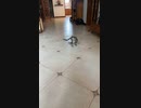 猫用 レーザーポインター安全
