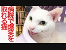 猫をかぶる猫たち、病院で爆笑をかっさらう