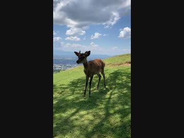 鹿見てきた