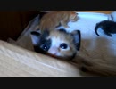 母猫とは明らかに顔が違う飼主を不思議そうに見つめた子猫はすぐに退散♪