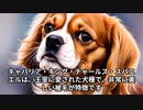 キャバリア・キング・チャールズ・スパニエルの魅力！