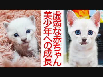 虚弱な赤ちゃん猫、美少年猫へと成長する