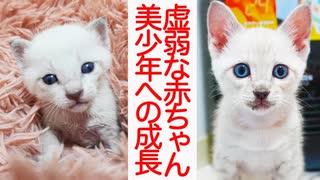 虚弱な赤ちゃん猫、美少年猫へと成長する