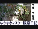 マスター観察日記 ７月１７日週