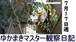 マスター観察日記 ７月１７日週