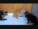 赤ちゃん猫同士の対決を観戦する赤ちゃん猫