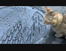 今日も仔猫捜索？