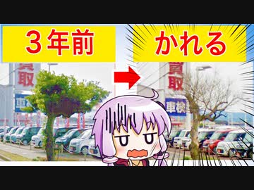 ビッグモーターさん、街路樹が枯れてしまう怪現象に悩まされる【除草剤】