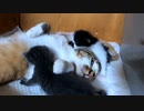 子猫が大好きでたまらない母猫の様子がこちらです【生後22日目の終わり】