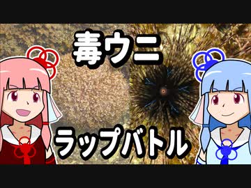 【琴葉姉妹の磯遊び】毒ウニラップバトル　ラッパvs.ガンガゼ【VOICEROID解説】