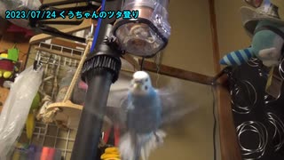 セキセイインコの空(くう) ツタ登り 20230705,0725