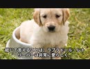 ラブラドール・レトリーバーの魅力！