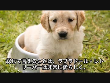 ラブラドール・レトリーバーの魅力！