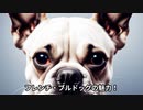 フレンチ・ブルドックの魅力！