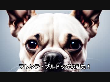 フレンチ・ブルドックの魅力！