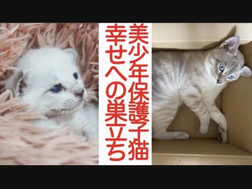 シャムキジ保護子猫、幸せへの巣立ち