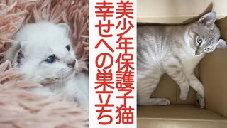 シャムキジ保護子猫、幸せへの巣立ち