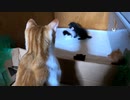 みんなで子猫のプロレス観戦。初めて本格的な猫キック。