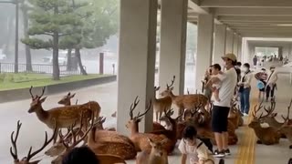 奈良の鹿と雨宿り┗┻━(　・`ω・´)┻┛