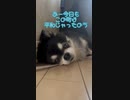 いつも自宅警備お疲れ様□